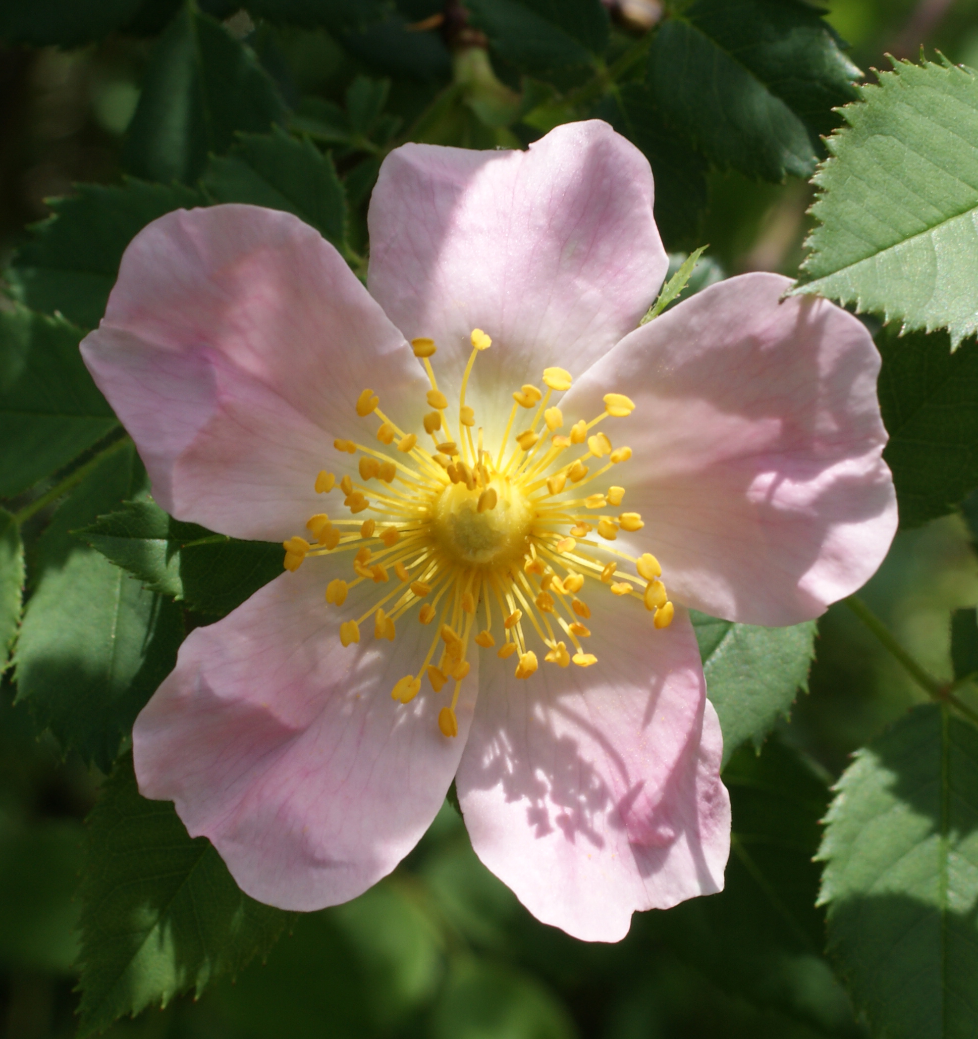 跡見群芳譜(外来植物譜 ロサ・カニナ)